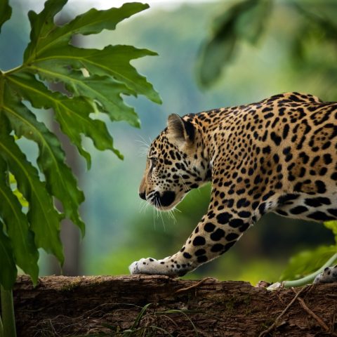 Jaguar Belize