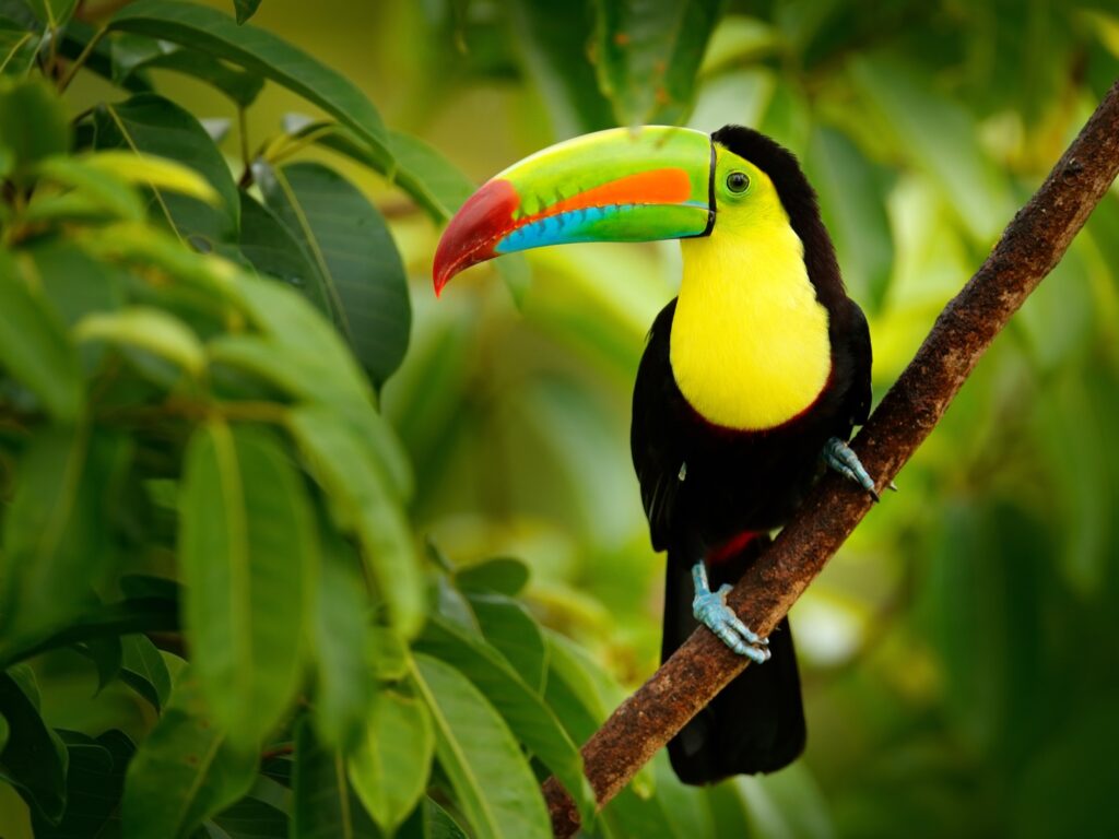 Tucan