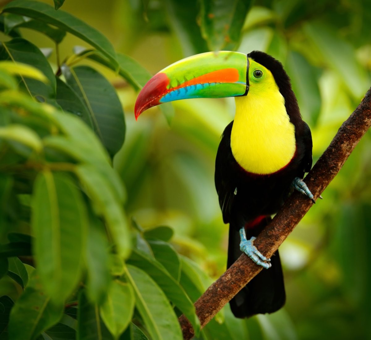Tucan