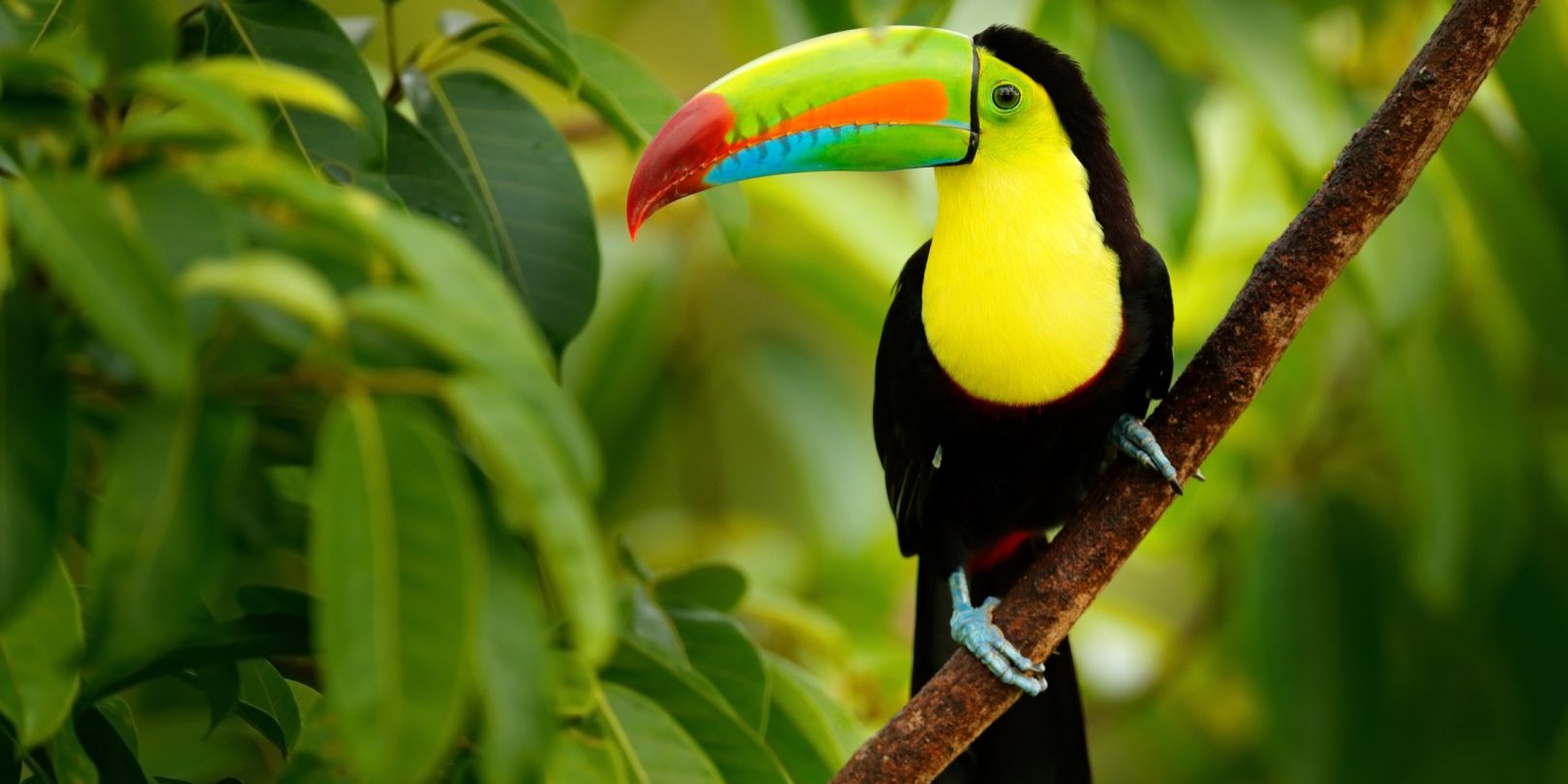 Tucan