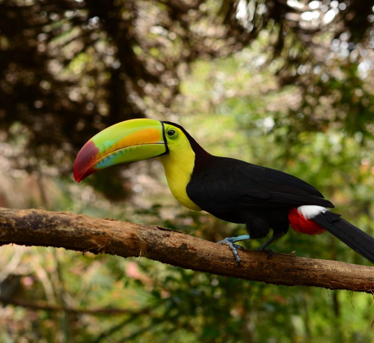 Toucan in Toledo Belize