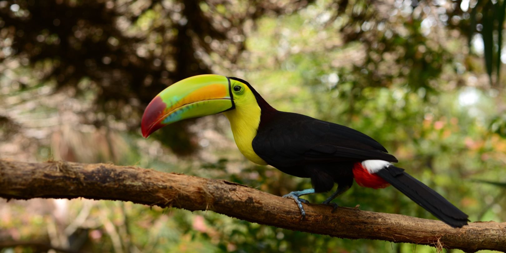 Toucan in Toledo Belize