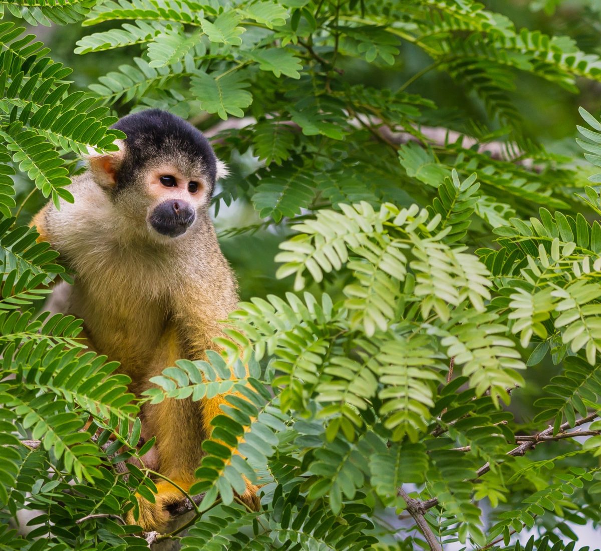 BOL_Amazon_SquirrelMonkey_Shutterstock_1041821074
