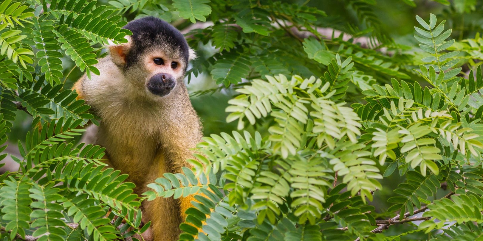 BOL_Amazon_SquirrelMonkey_Shutterstock_1041821074
