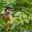 BOL_Amazon_SquirrelMonkey_Shutterstock_1041821074