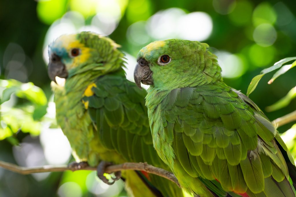 Turquoise Fronted Parrot