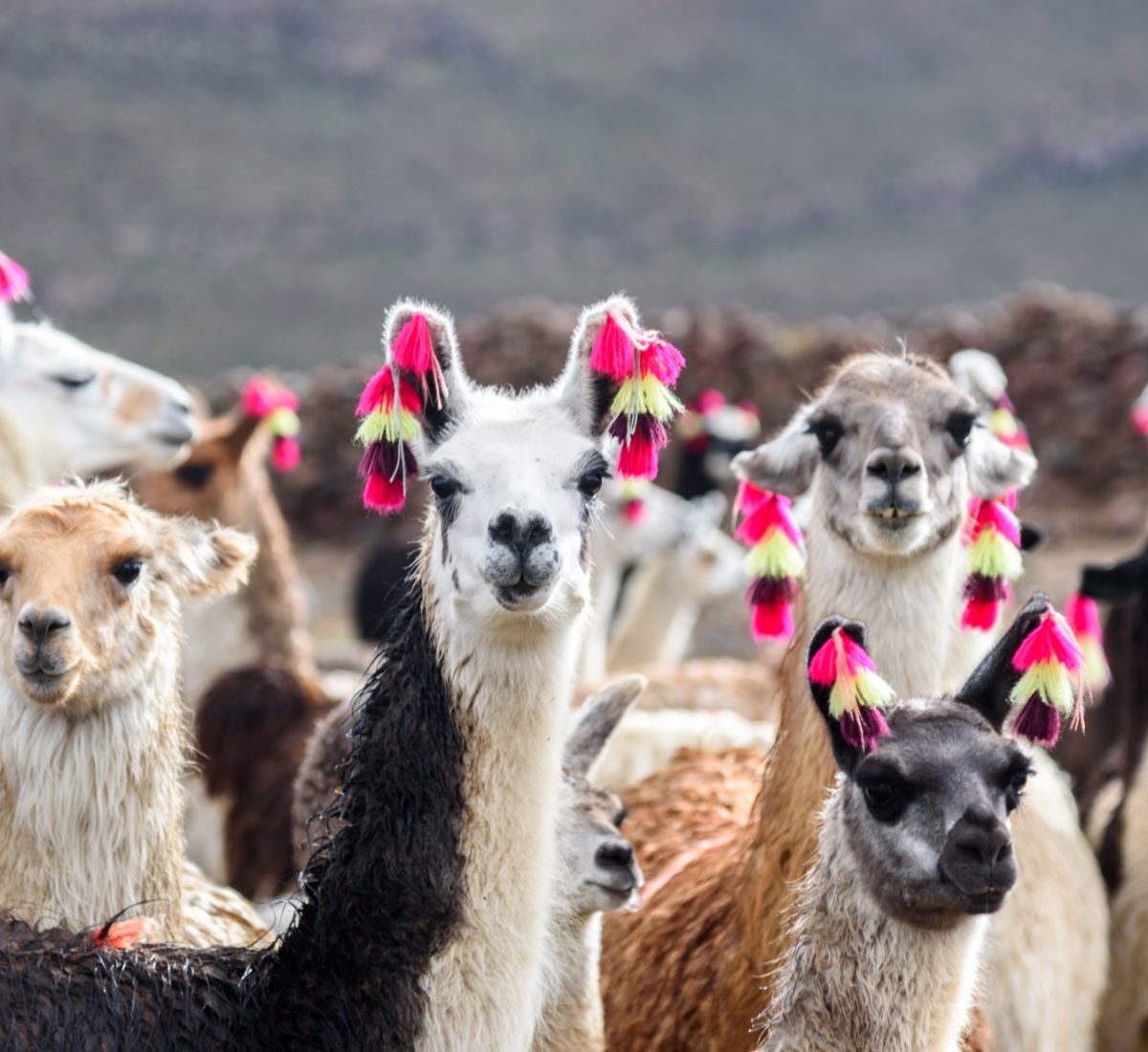 Llamas Uyuni Bolivia