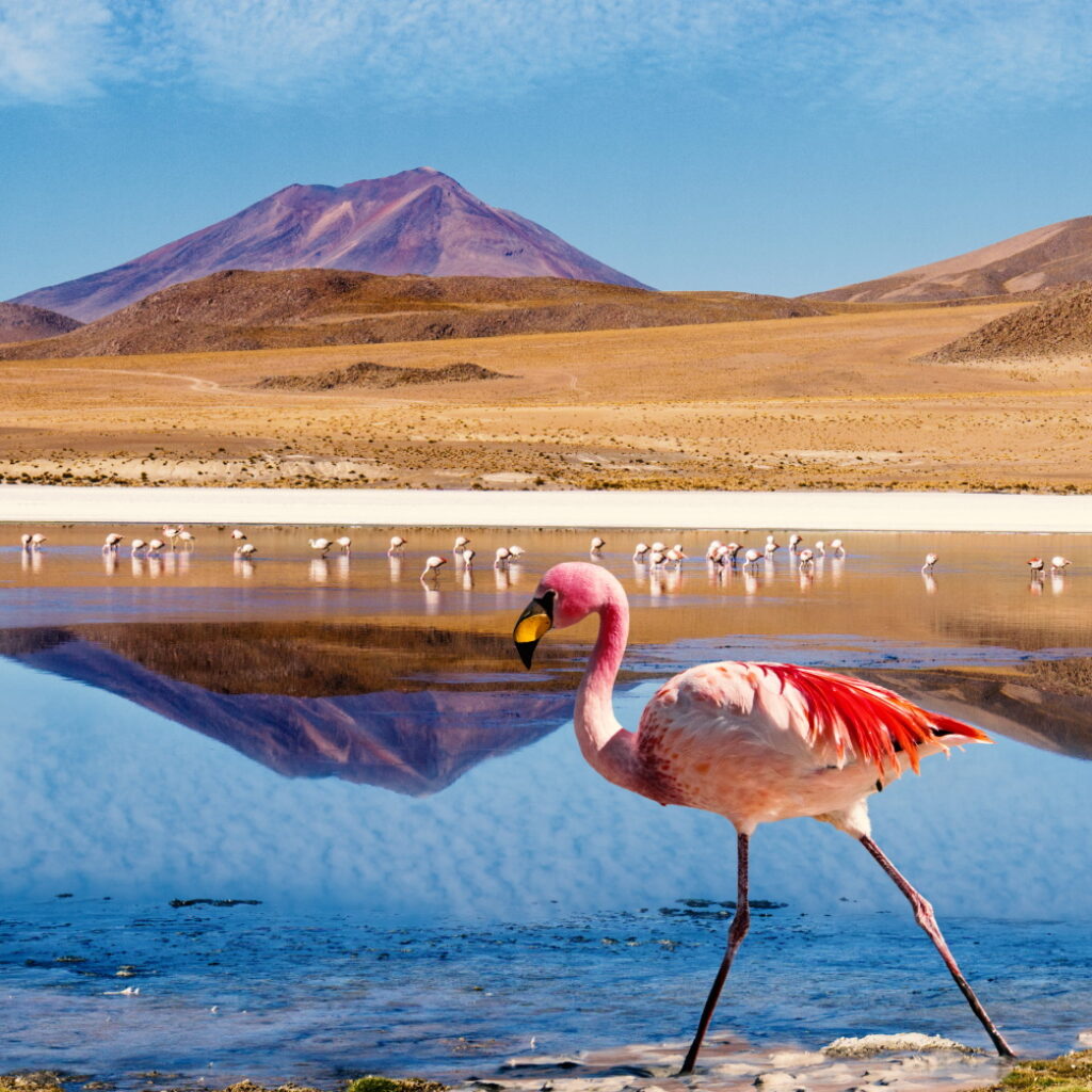 BOL_Uyuni_LagunaColorada_Flamingo_ShutterStock_crop