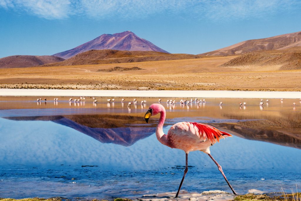 BOL_Uyuni_LagunaColorada_Flamingo_ShutterStock_crop
