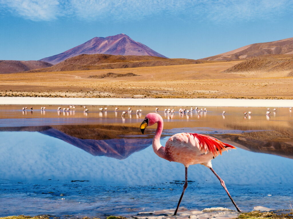 BOL_Uyuni_LagunaColorada_Flamingo_ShutterStock_crop