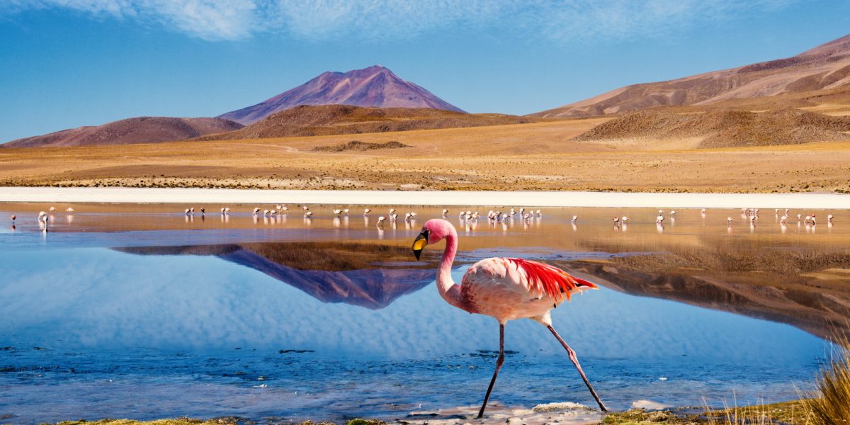 BOL_Uyuni_LagunaColorada_Flamingo_ShutterStock_crop