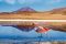 BOL_Uyuni_LagunaColorada_Flamingo_ShutterStock_crop
