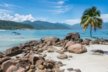 Palm tree and rocks on the edge of a sandy beach