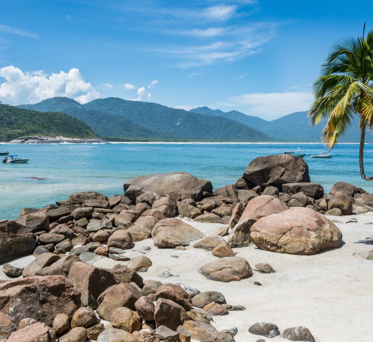 Palm tree and rocks on the edge of a sandy beach