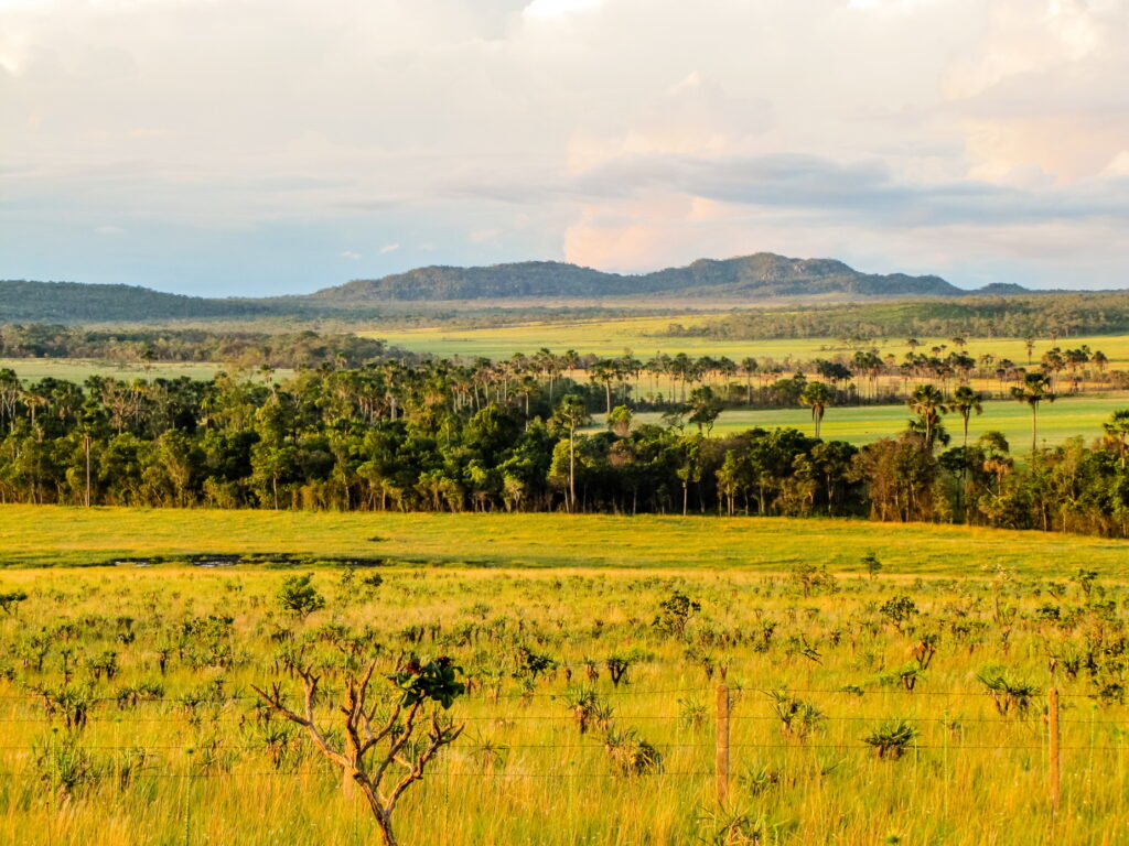 Cerrado