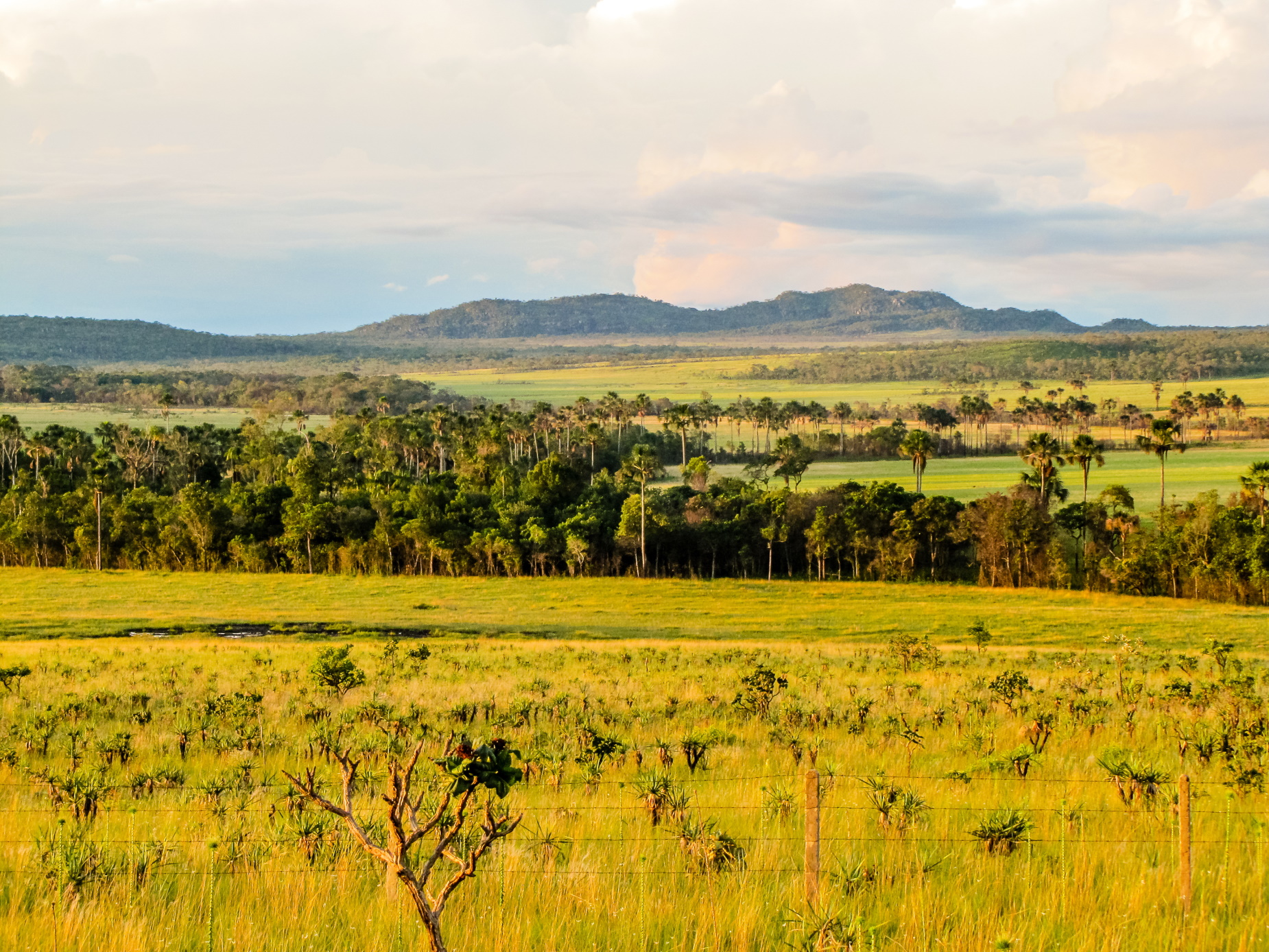 Cerrado