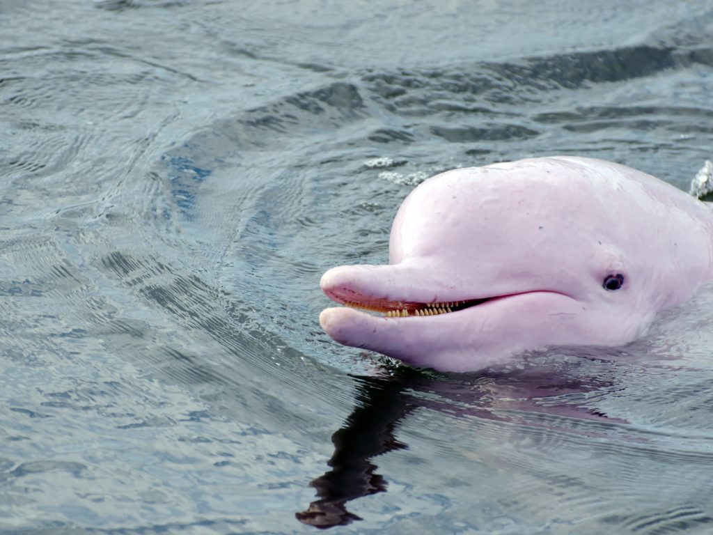 Pink Dolphin