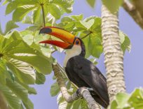Toucan Brazilian Amazon