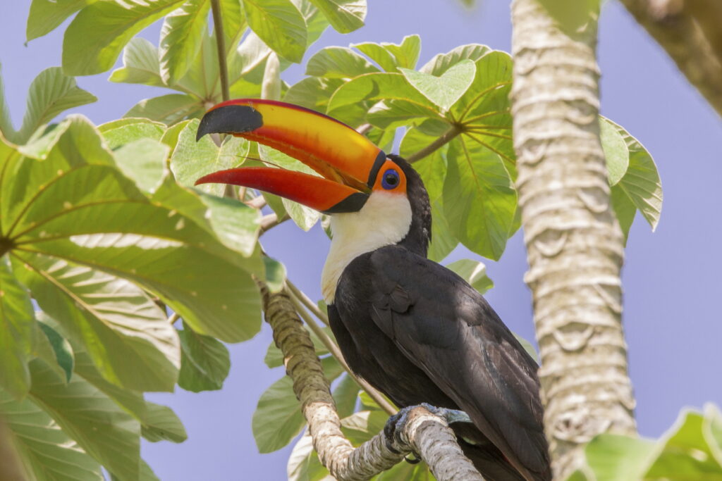 Toucan Brazilian Amazon