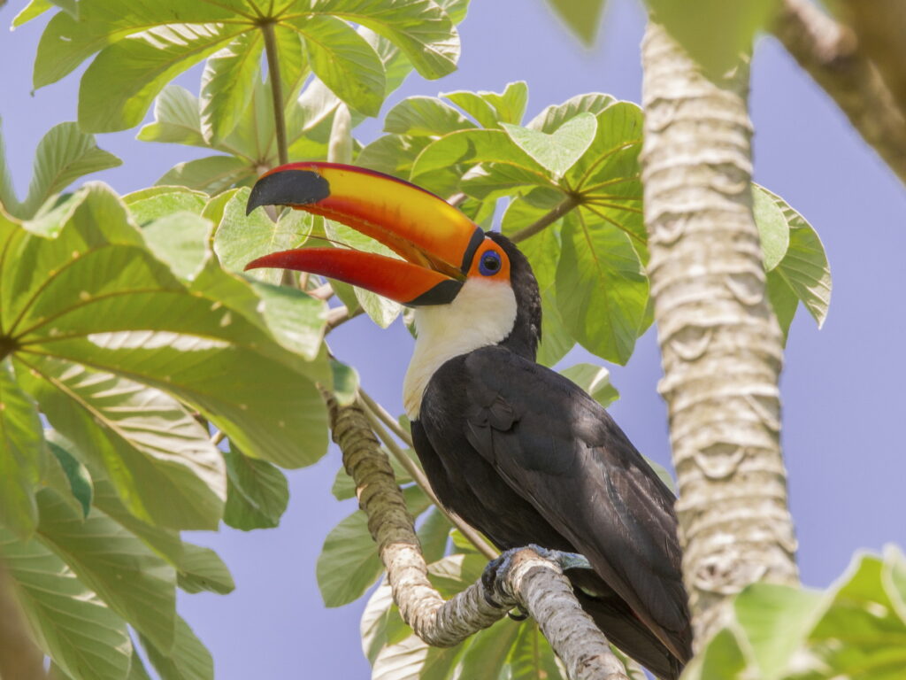 Toucan Brazilian Amazon