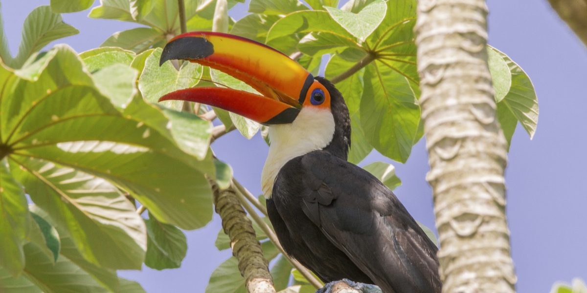 Toucan Brazilian Amazon