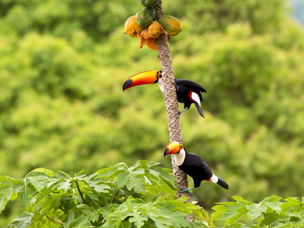 Toucans sitting in a tree