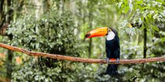BRA_AmazonToucan_shutterstock_154574105 BRA_AmazonToucan_shutterstock_154574105