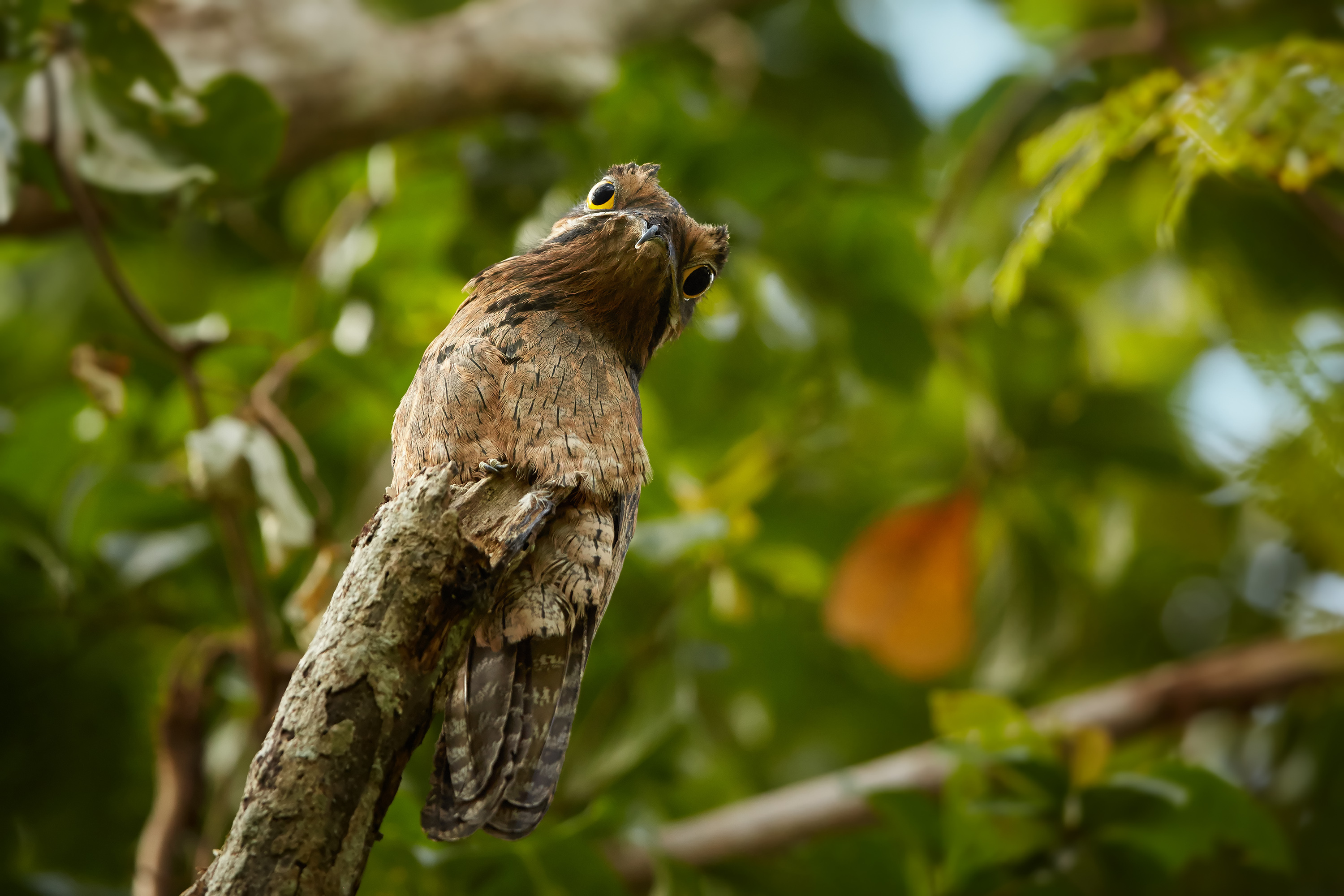 potoo