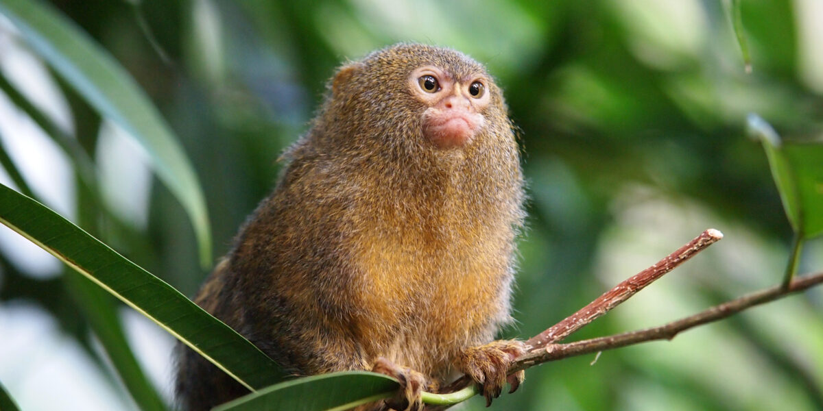 pgymy marmoset