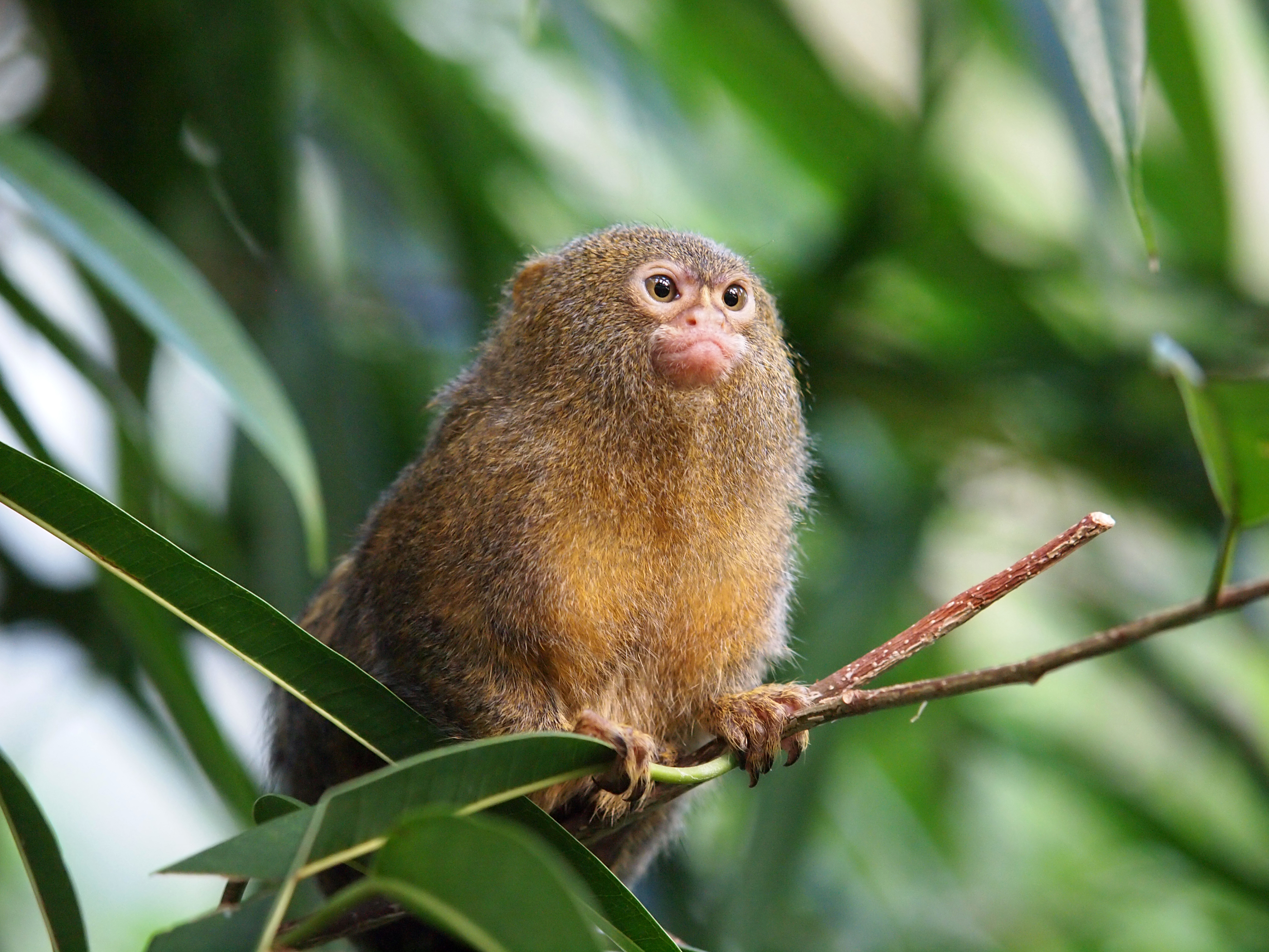 The blue monkey: how primates amazingly help the rainforest