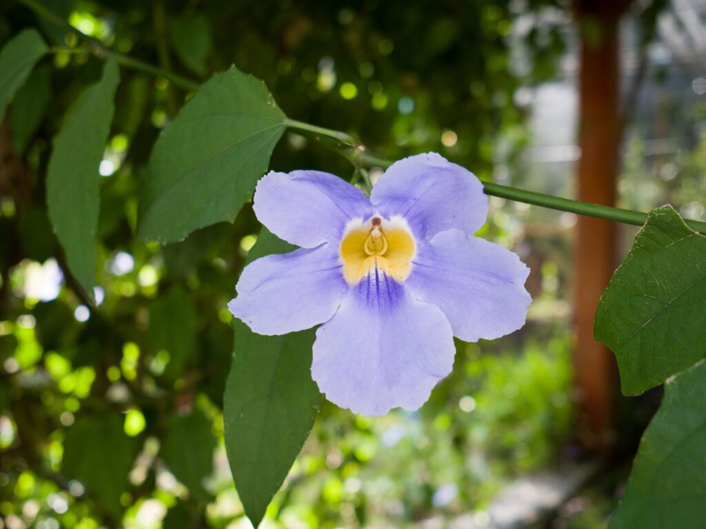 Lancetilla Botanical Gardens