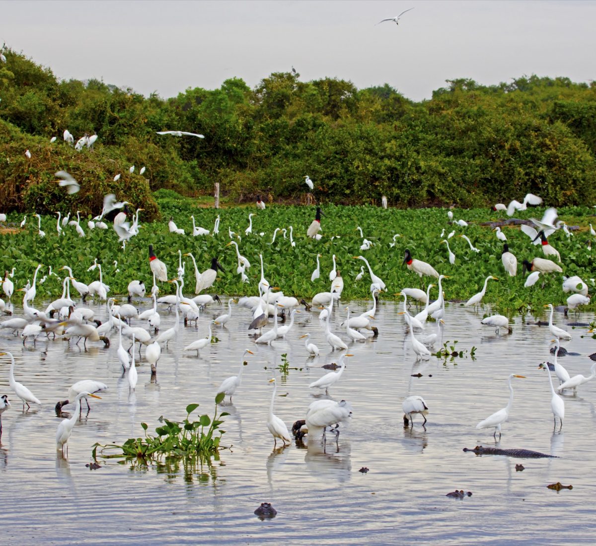 Pantanal