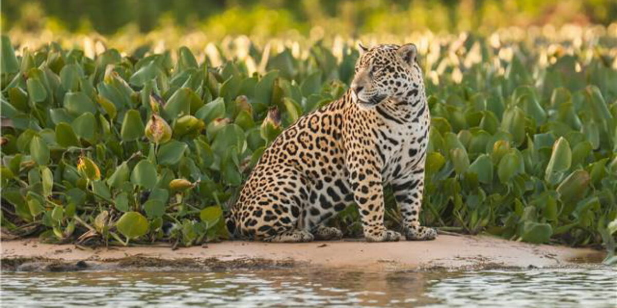 Jaguar in the Pantanal
