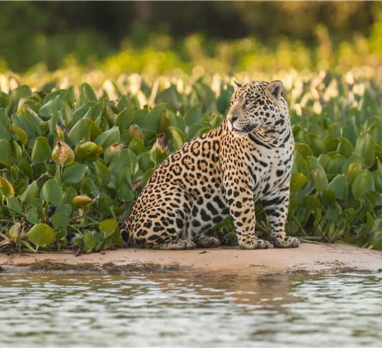 Jaguar in the Pantanal