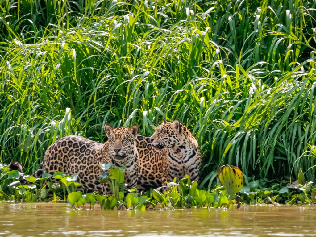 Jaguars