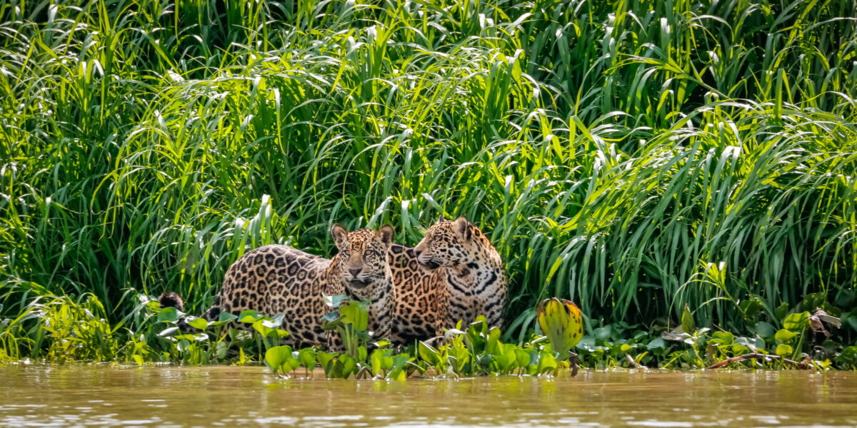 Jaguars
