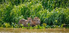 Jaguars