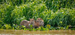 Jaguars