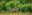BRA_Pantanal_Jaguar_Shutterstock_1541162477 Jaguars