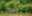 BRA_Pantanal_Jaguar_Shutterstock_1541162477 Jaguars
