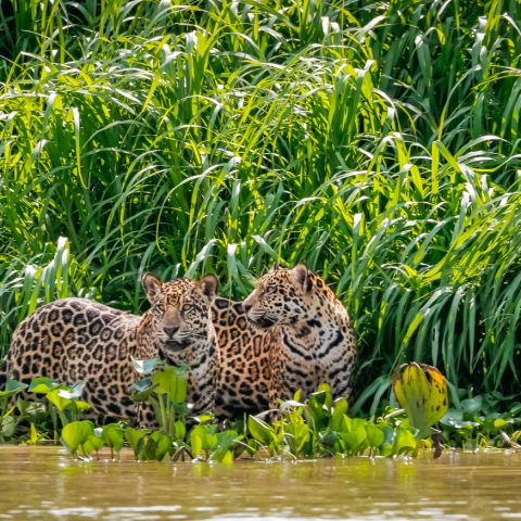 Jaguars
