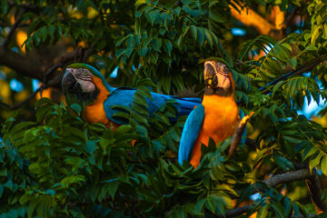 Pantanal