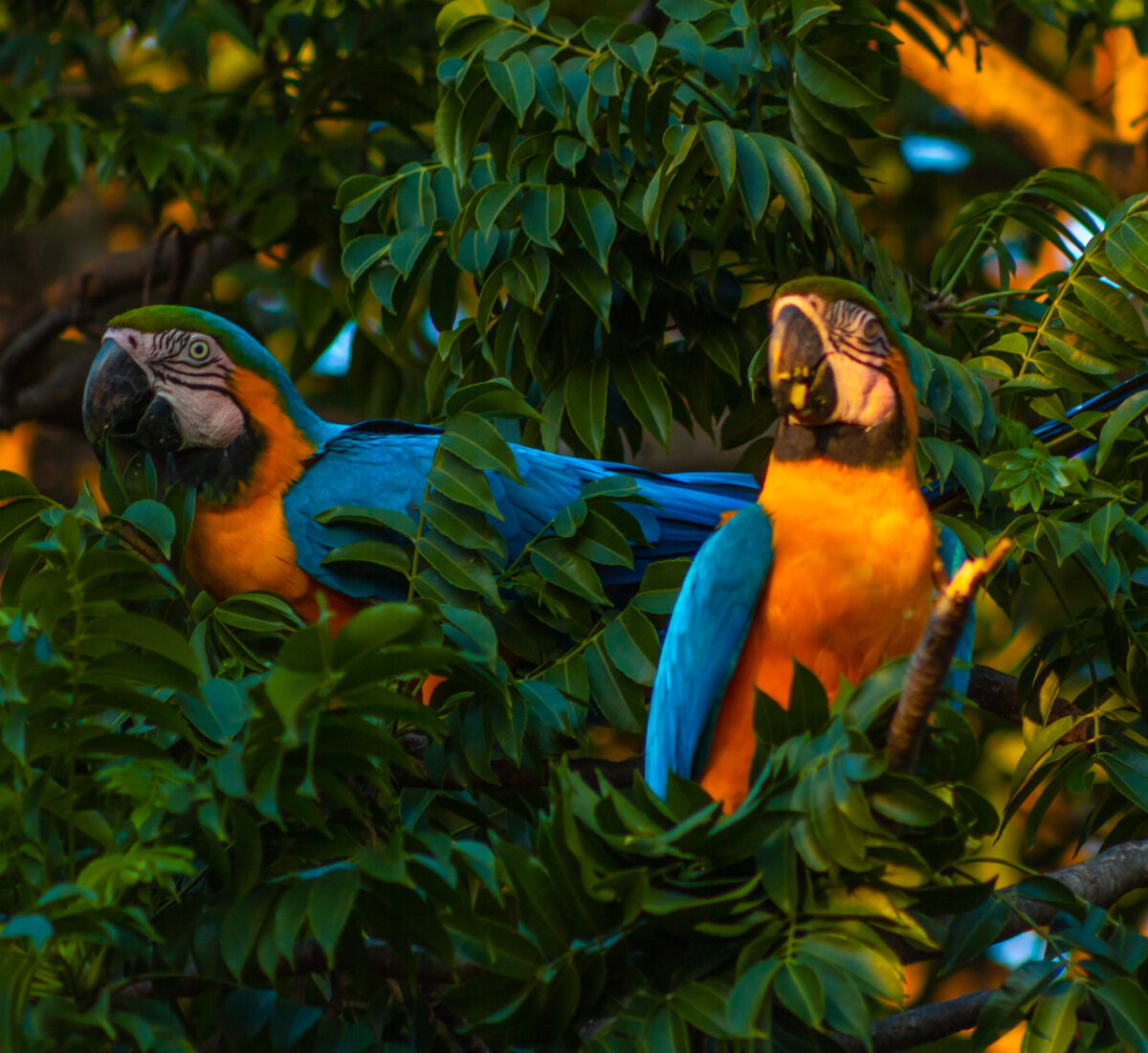Pantanal