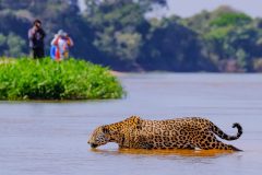 BRA_Pantanal_Shutterstock_1291824112(2) Jaguar
