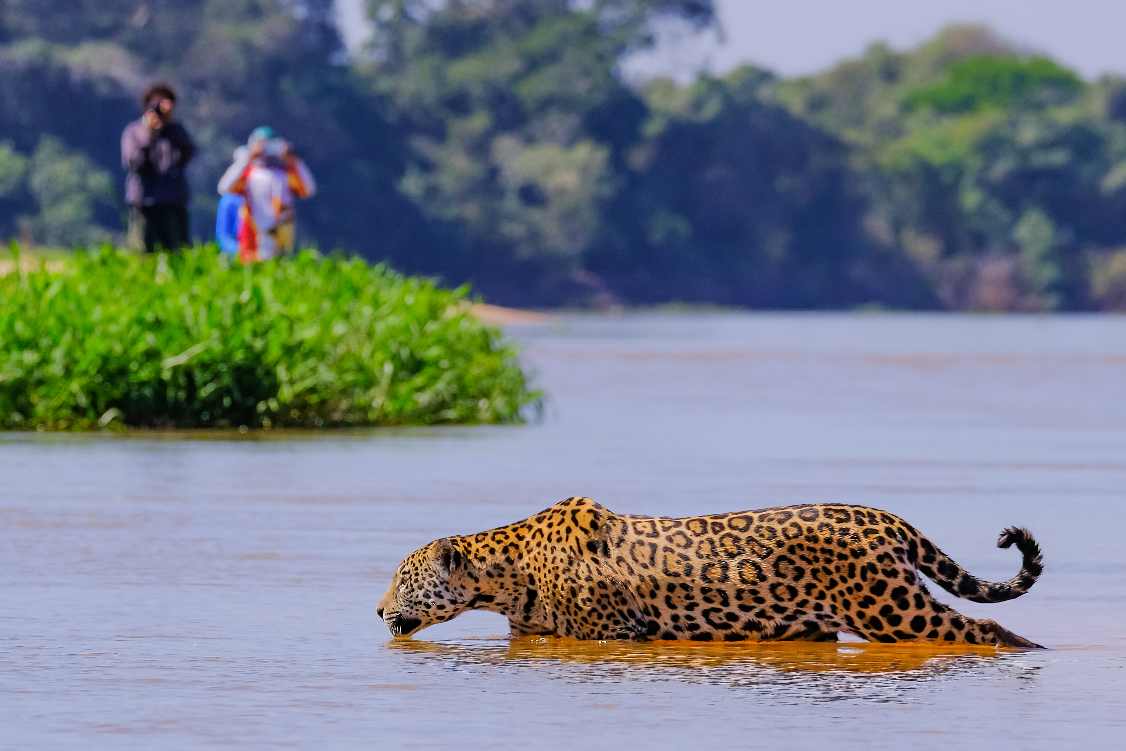Jaguar