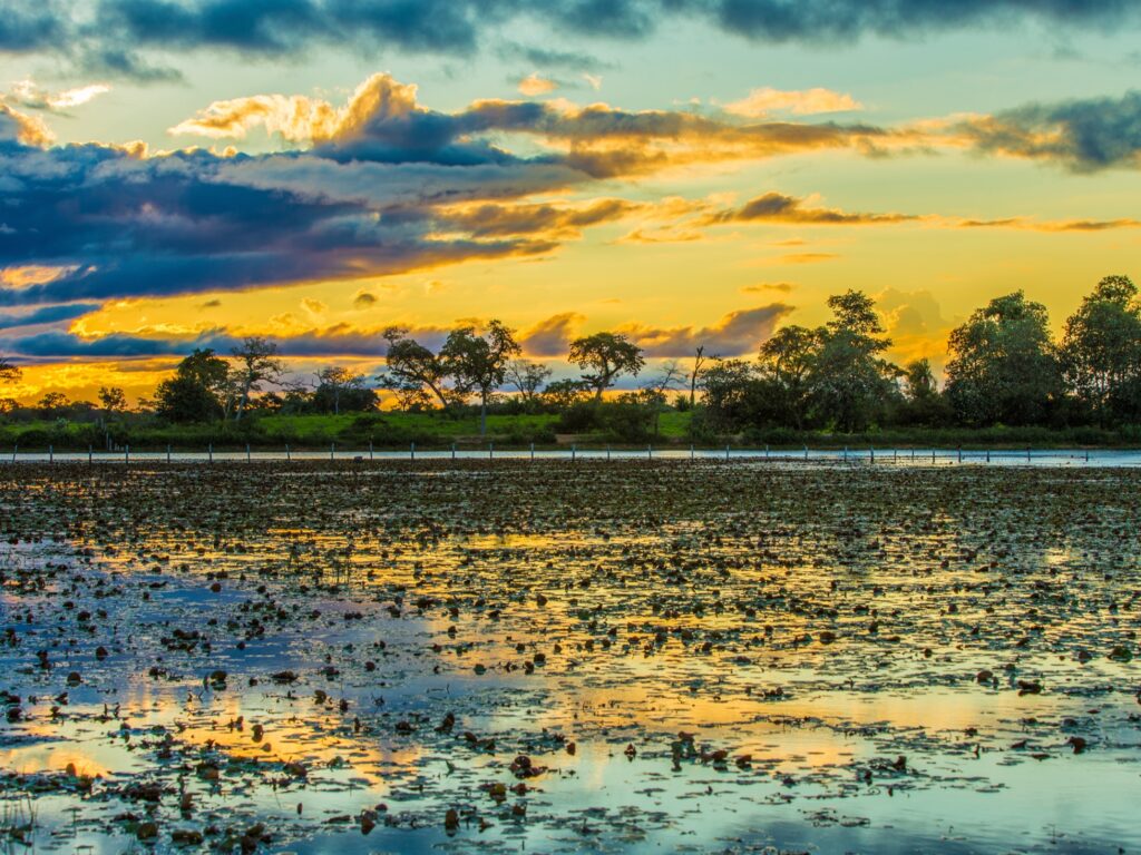 The Pantanal