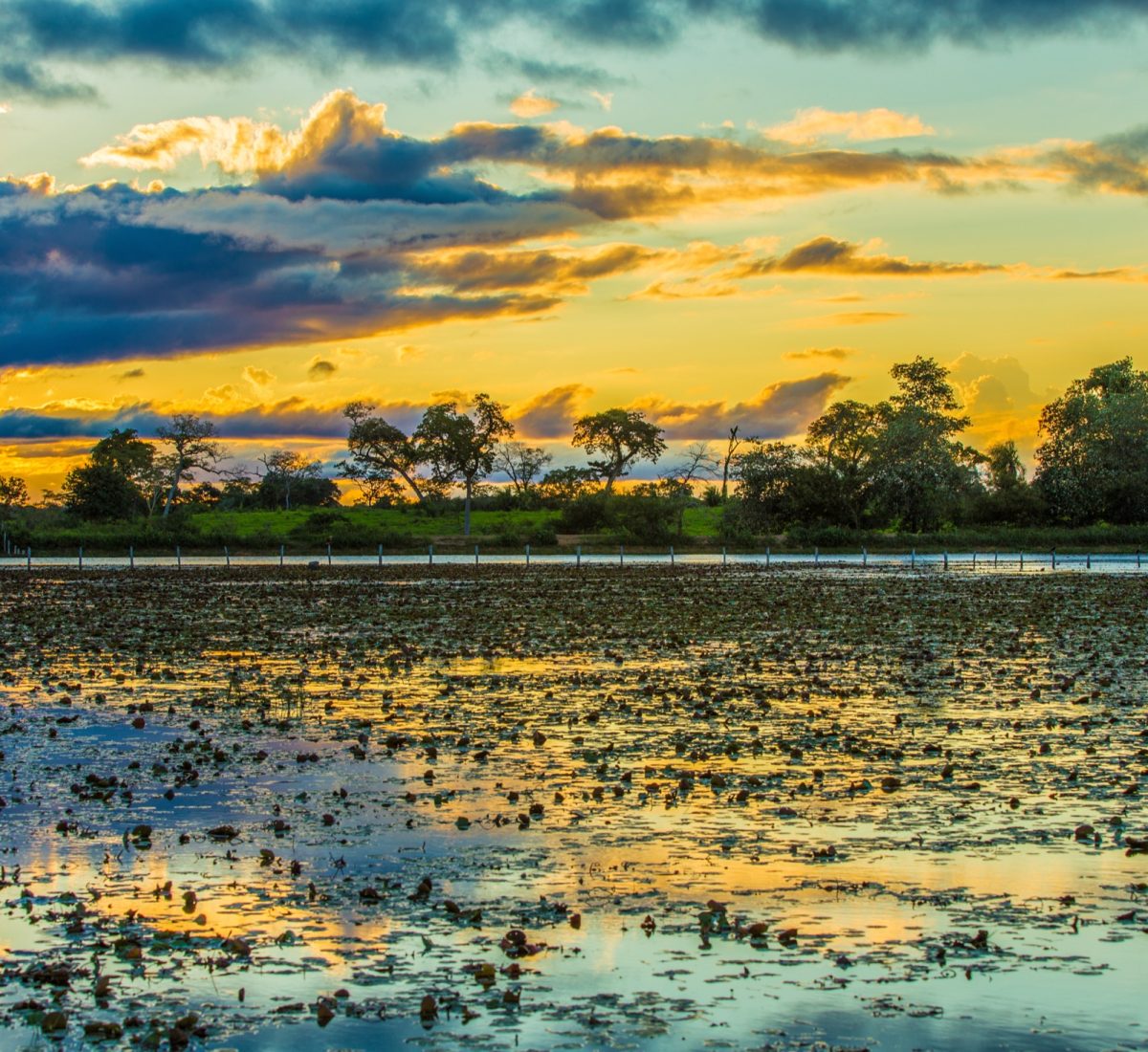 The Pantanal