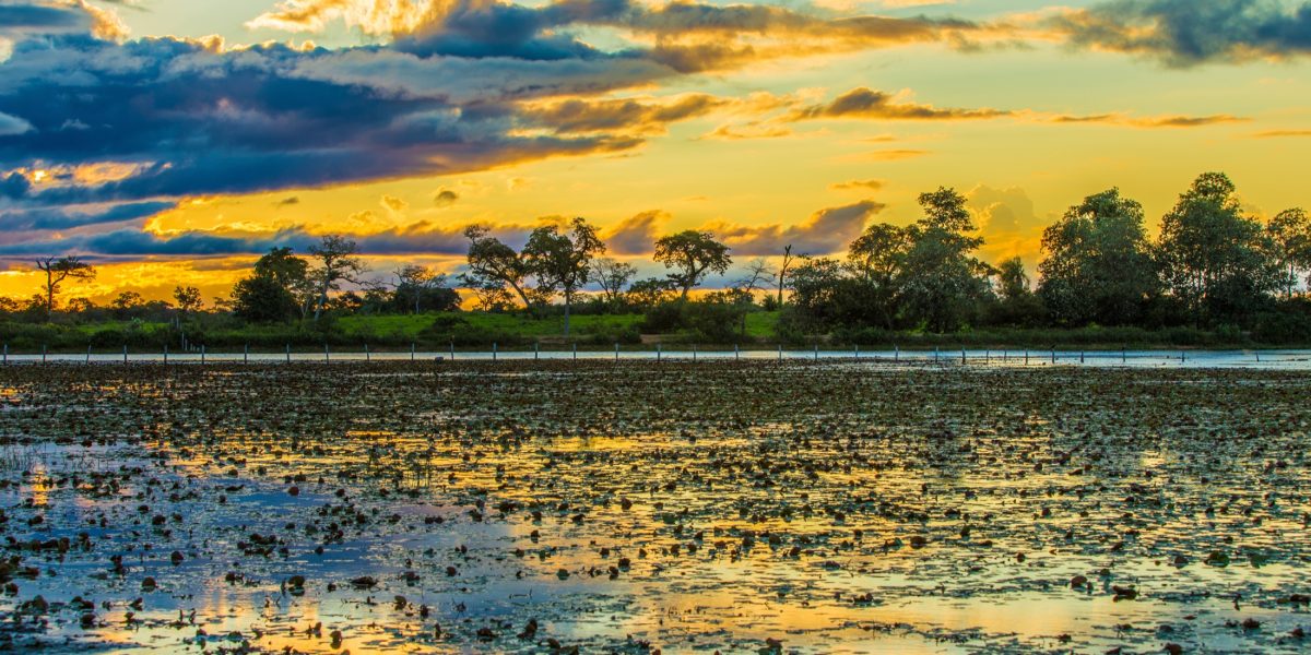 The Pantanal