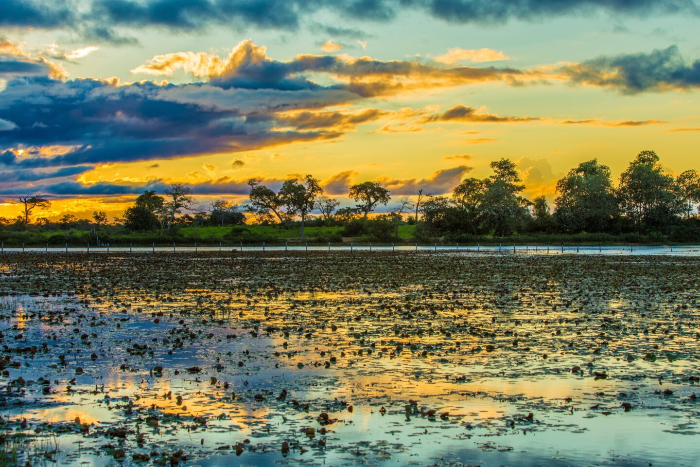 The Pantanal