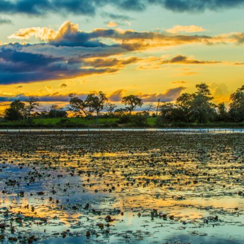 The Pantanal